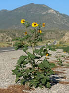 Image of common sunflower