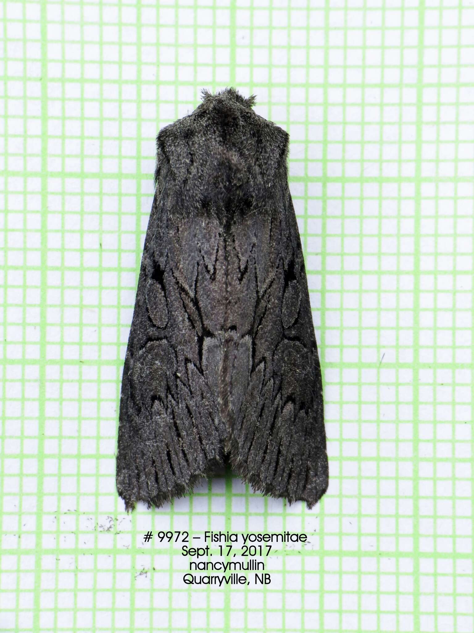 Image of Dark Grey Fishia Moth