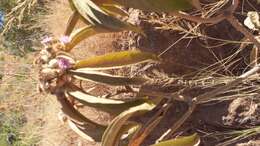 Image of Vernonia cephalophora Oliv.