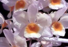 صورة Dendrobium farmeri Paxton