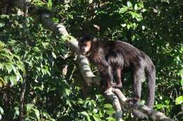 Image of Black Capuchin