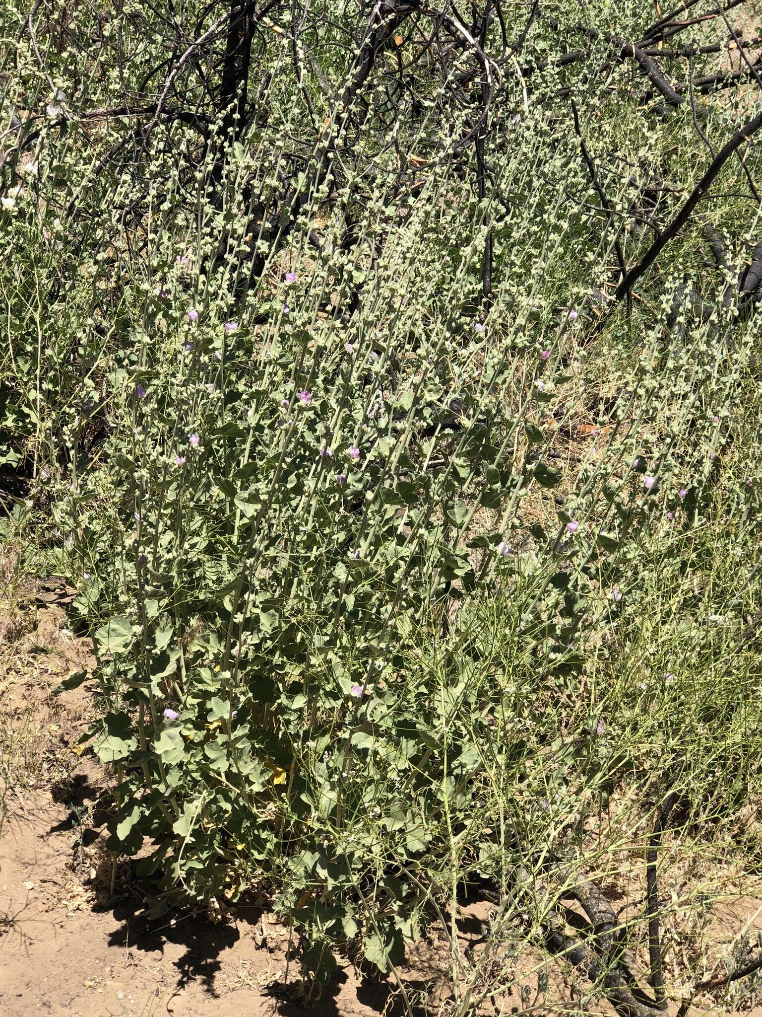 Image of San Clemente Island bushmallow