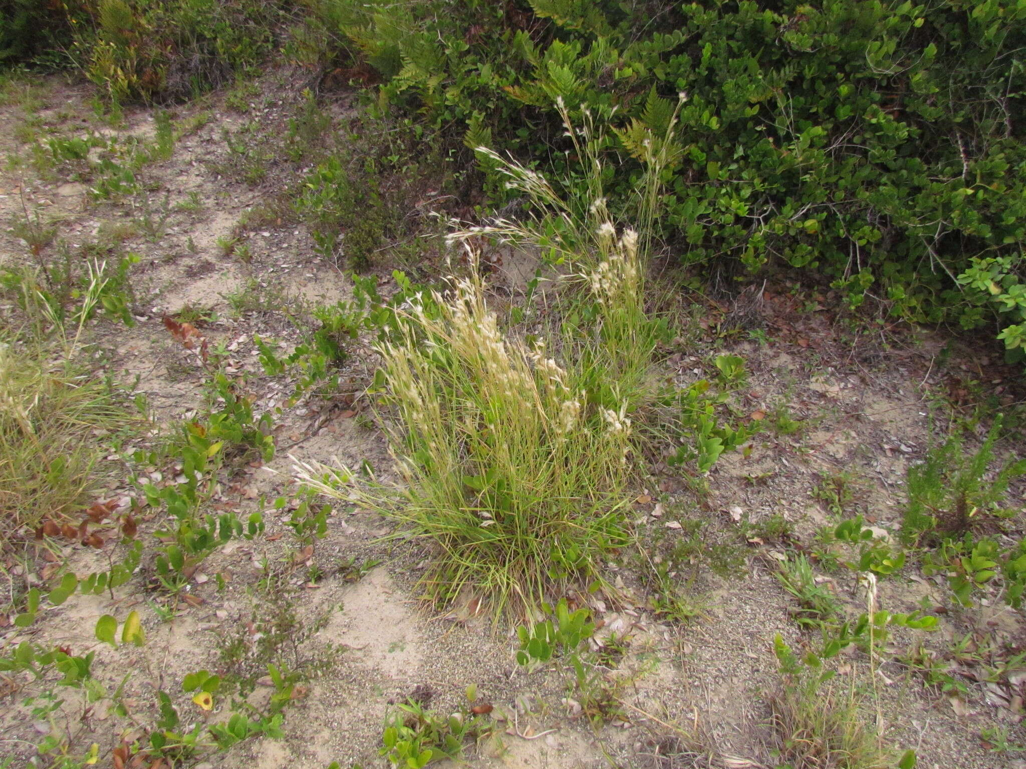 Plancia ëd Andropogon arenarius Hack.