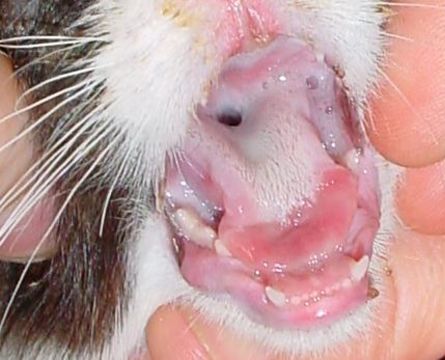 Image of Feline calicivirus