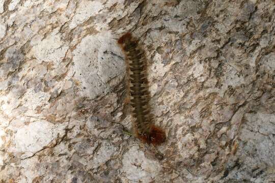 Image of oak eggar