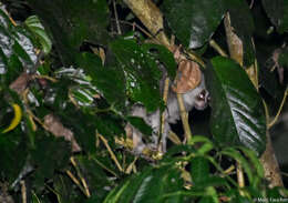 Image of Ashy Slow Loris