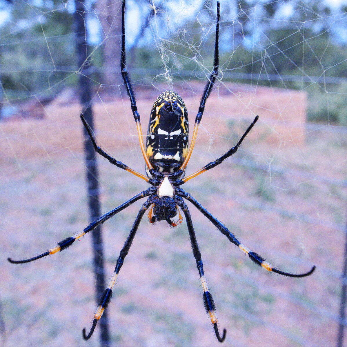 صورة Trichonephila senegalensis (Walckenaer 1841)