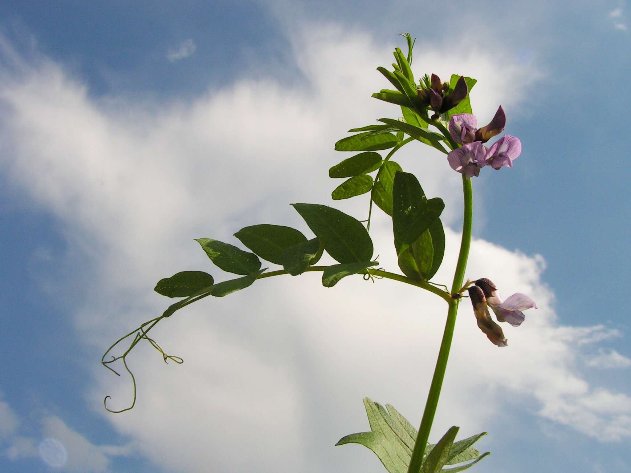 Image of bush vetch