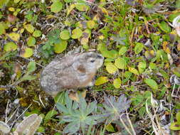 Image of Bering collared lemming