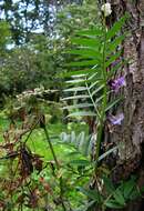 Image of bush vetch