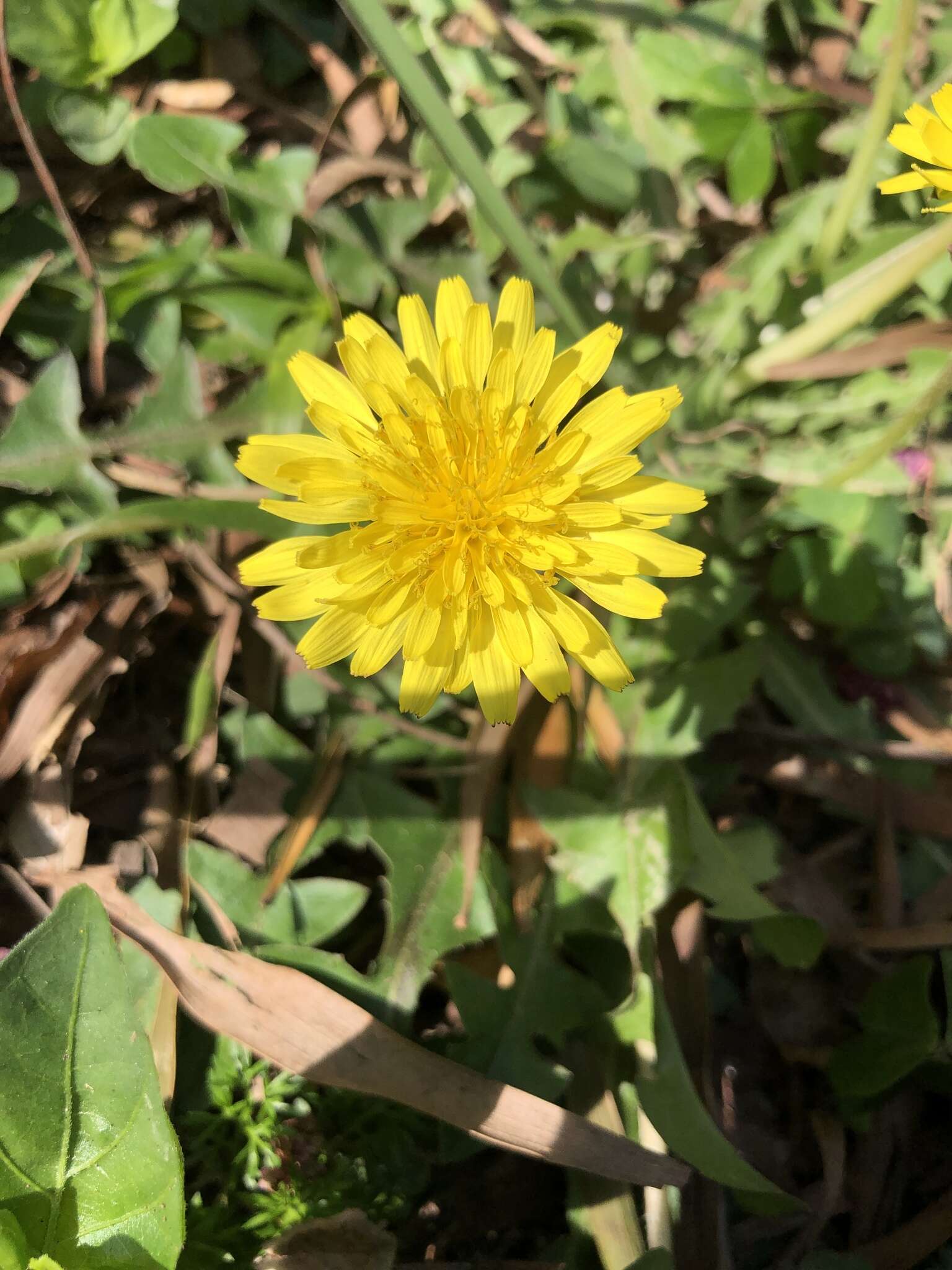 Image of Taraxacum formosanum Kitam.