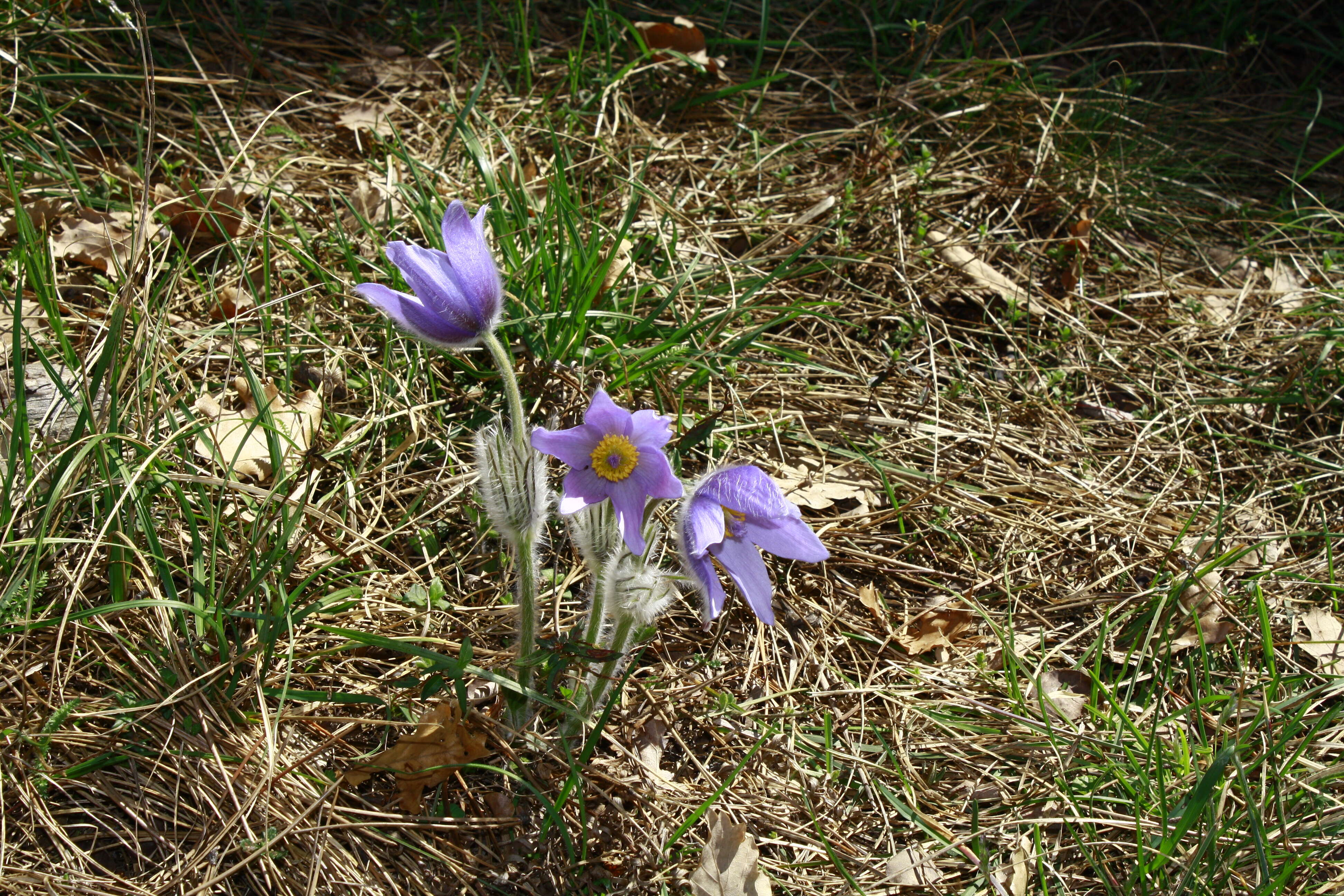 Image of Greater Pasque Flower