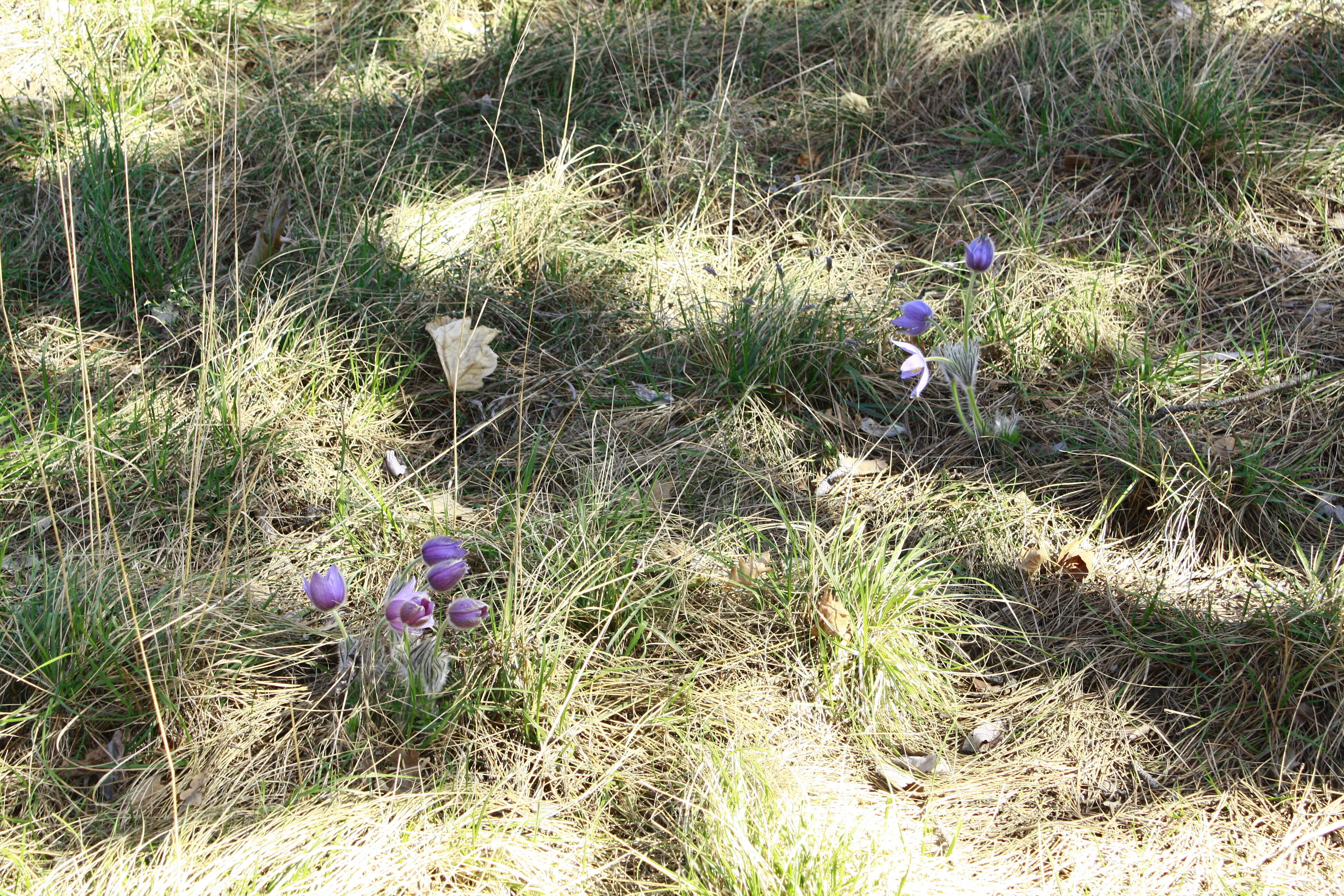 Image of Greater Pasque Flower