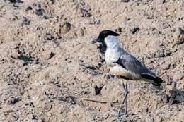 Image of River Lapwing