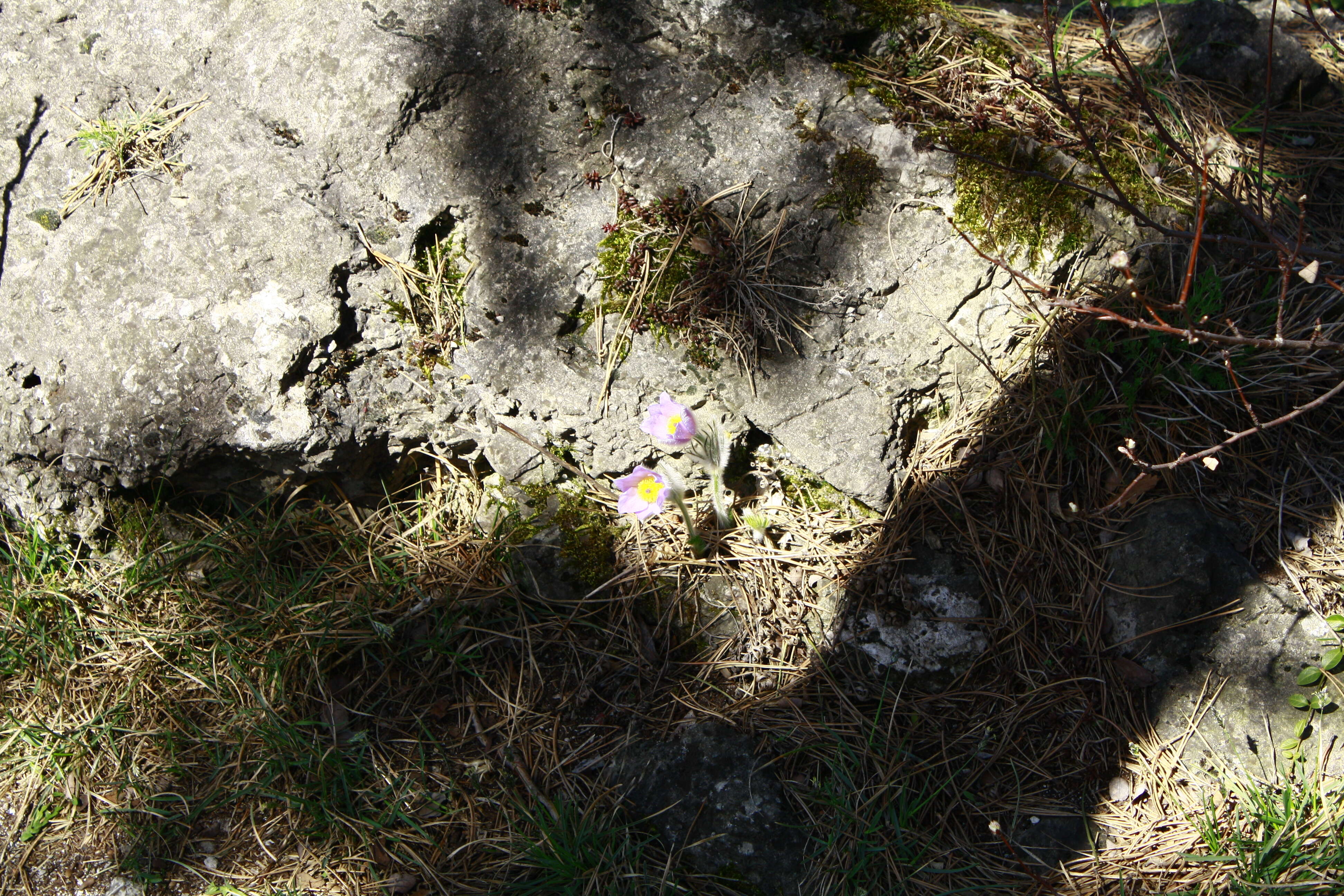 Image of Greater Pasque Flower