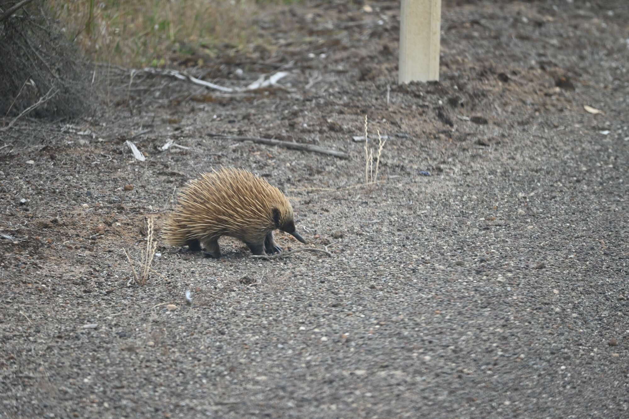 Sivun Tachyglossus aculeatus multiaculeatus (W. Rothschild 1905) kuva