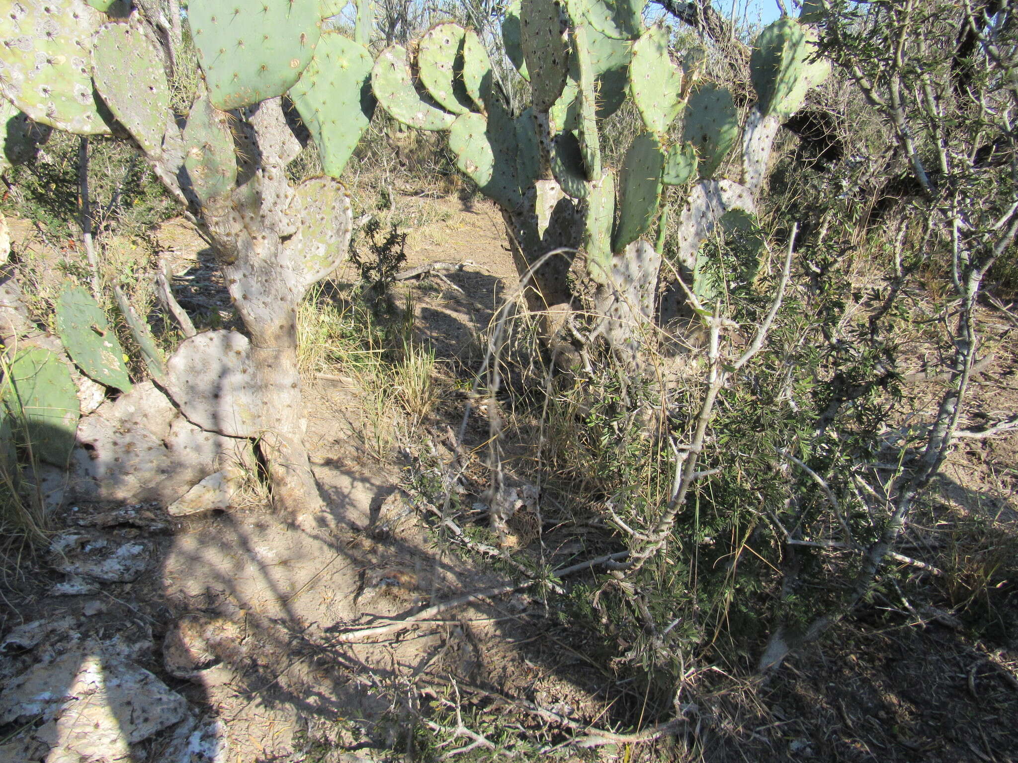 Image of lovegrass tridens