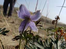 Image of Porcupine River thimbleweed