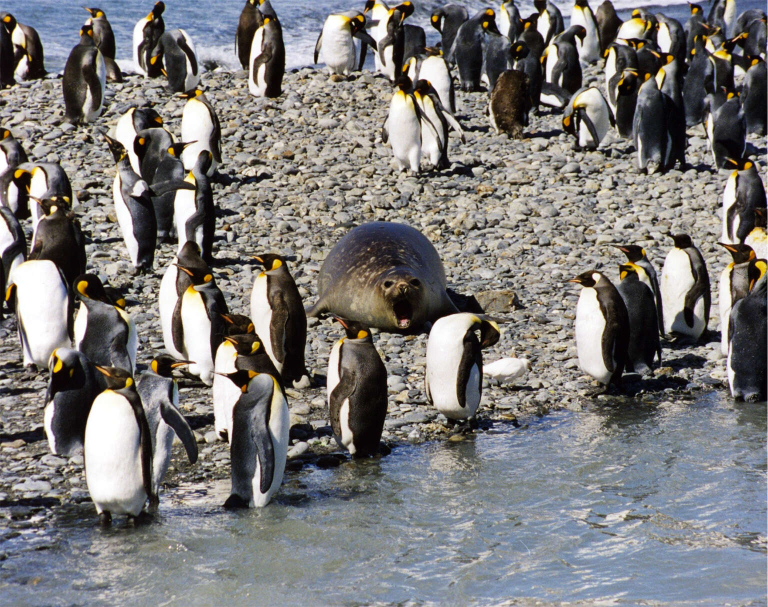 Image of South Atlantic Elephant-seal