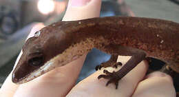 Image of Cat geckos