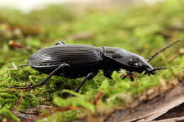 Image of Pterostichus (Eosteropus) aethiops (Panzer 1796)