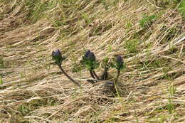 Image of Lagotis uralensis Schischk.