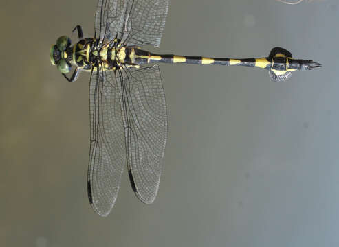 صورة Sinictinogomphus Fraser 1939