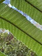 Image of Menisciopsis cyatheoides (Kaulf.) S. E. Fawc. & A. R. Sm.