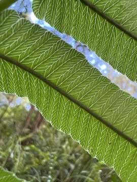 Image of Menisciopsis cyatheoides (Kaulf.) S. E. Fawc. & A. R. Sm.