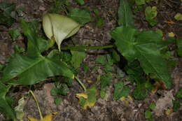 Plancia ëd Arum italicum subsp. albispathum (Steven ex Ledeb.) Prime