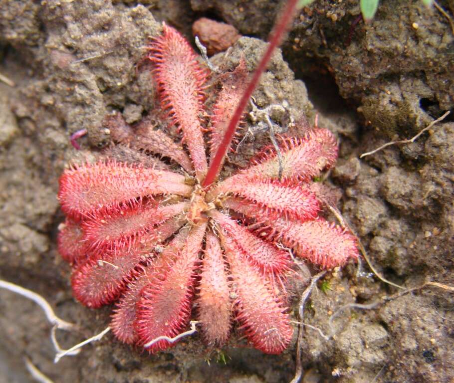 Image of Drosera montana St. Hil.