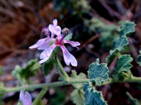 Image de Anisodontea reflexa (Wendl.) D. M. Bates