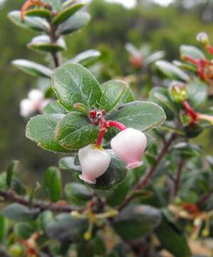 Слика од Arctostaphylos nummularia subsp. mendocinoensis (P. V. Wells) V. T. Parker, M. C. Vasey & J. E. Keeley