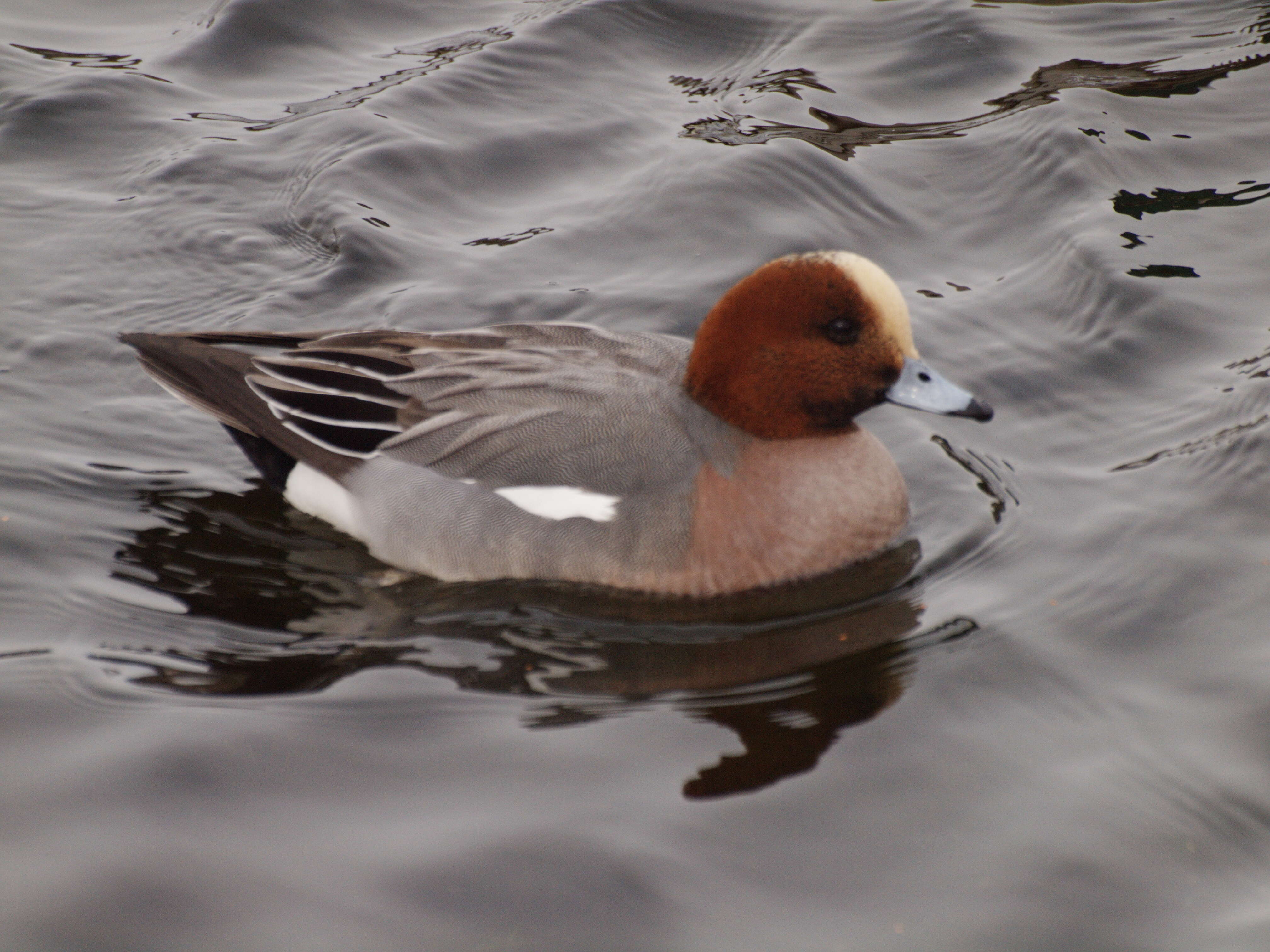 Image of Eurasian Wigeon