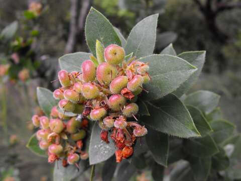 Image of Montara manzanita