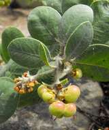 Image of Santa Rosa Island manzanita