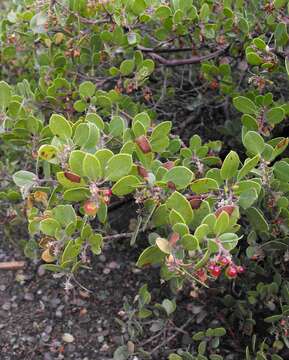 Image of shagbark manzanita