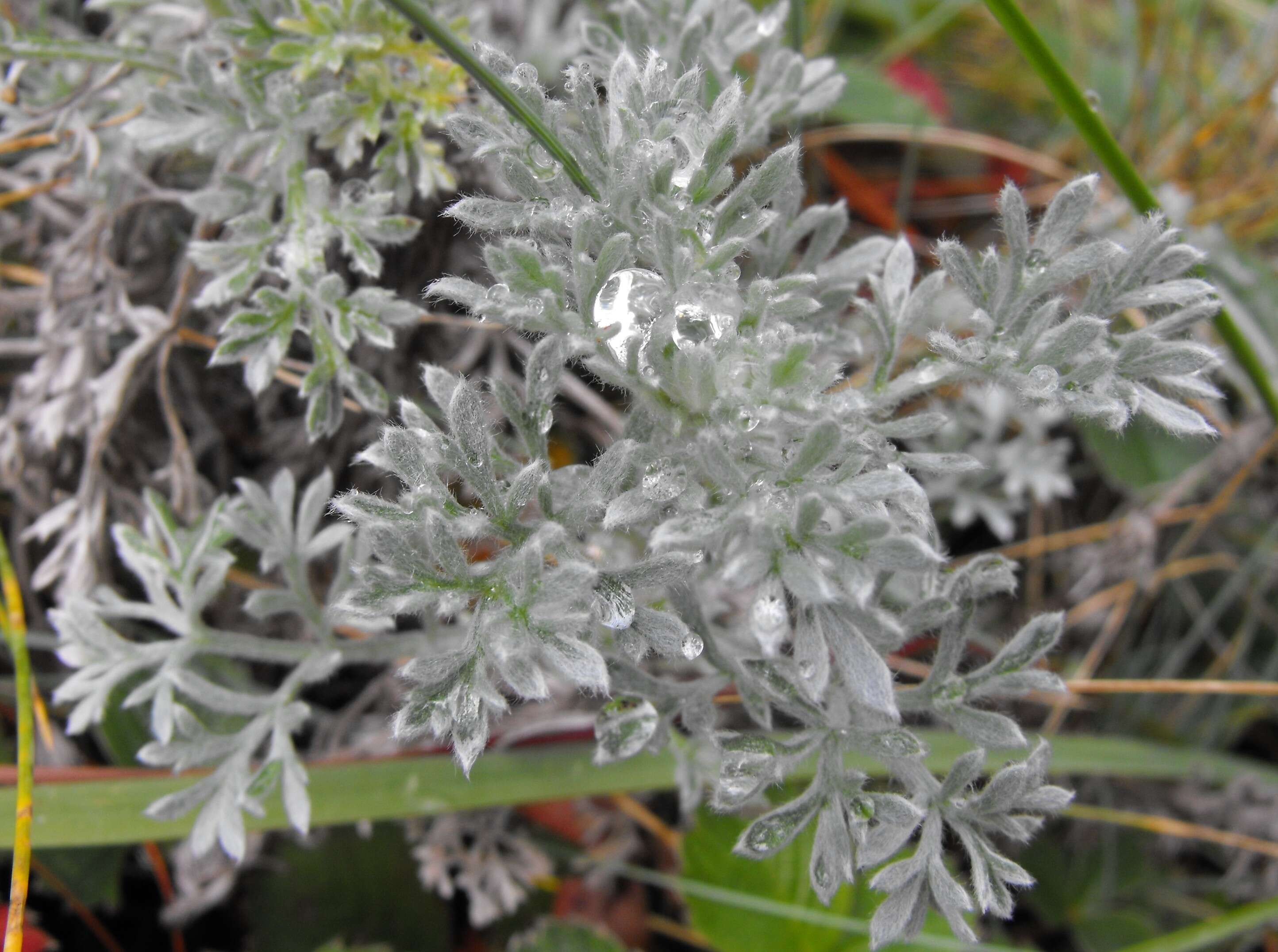 Image of beach wormwood