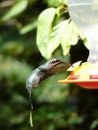 Image of Green Hermit