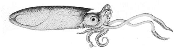 Image of Lolliguncula subgen. Lolliguncula Steenstrup 1881