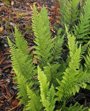 Image of Cleveland's lipfern