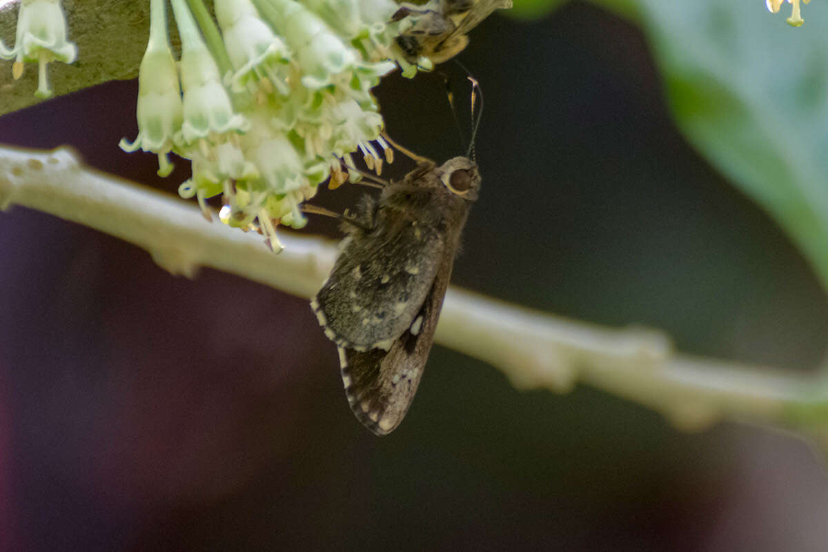 Image of Naevolus orius Mabille 1883