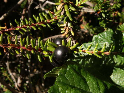 Image of black crowberry