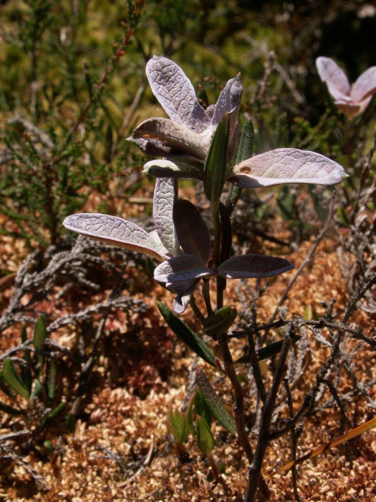 Image of bog rosemary