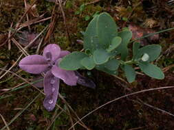 Image of alpine bilberry