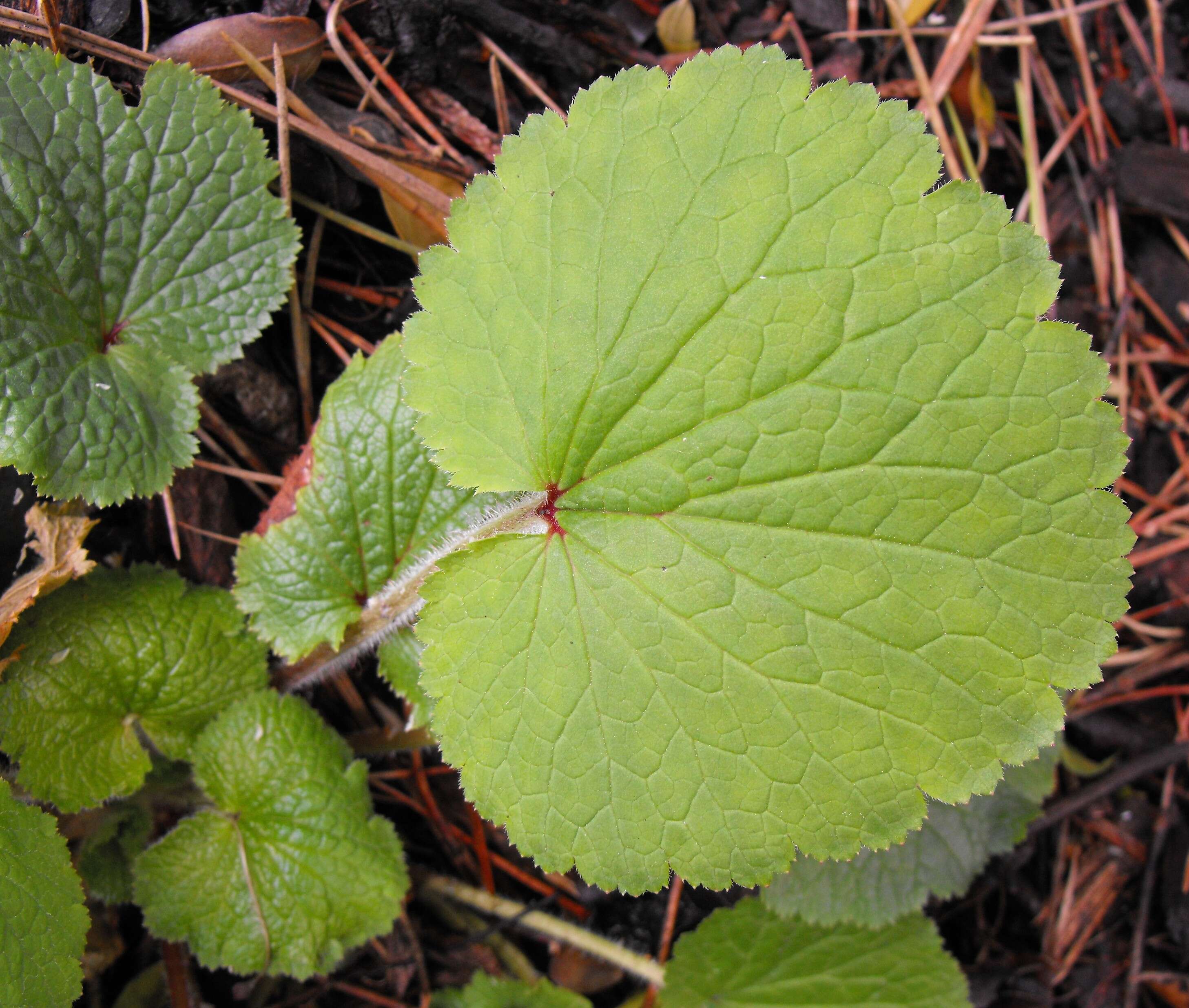 Sivun Boykinia rotundifolia Parry ex A. Gray kuva