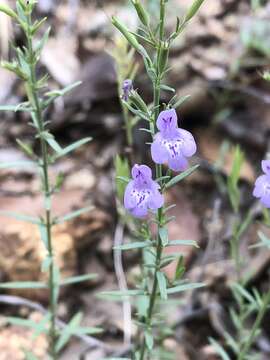 Hedeoma hyssopifolia A. Gray resmi