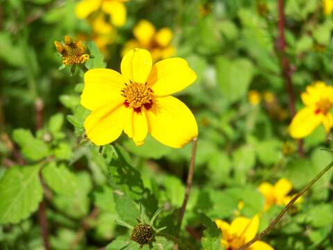 Image of Bidens chiapensis T. S. Brandeg.