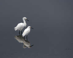 Image of Snowy Egret