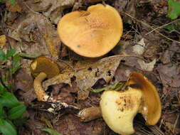 Image of Suillus punctipes (Peck) Singer 1945